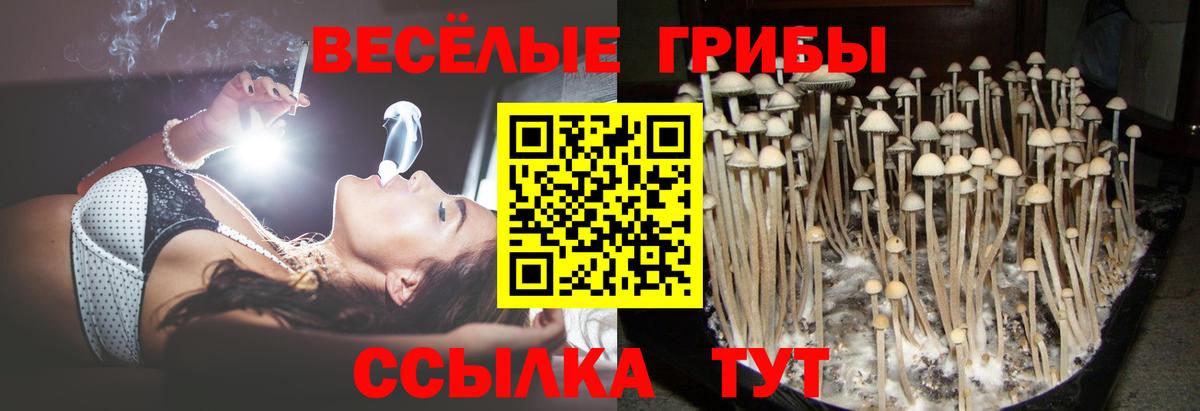 Галлюциногенные грибы Cubensis Котлас